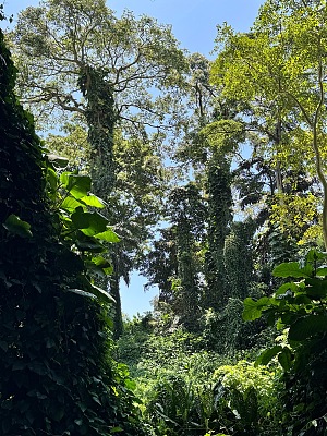 Entebbe Botanical Garden 2