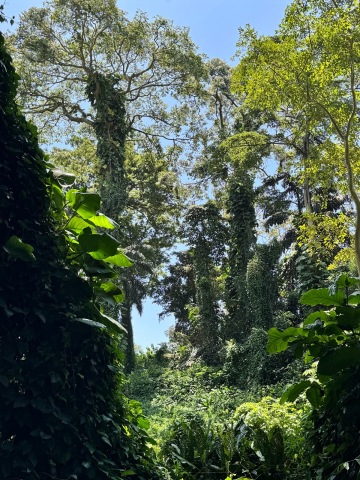 Entebbe Botanical Garden photo 2