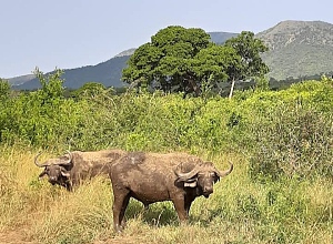 iSimangaliso Wetland Park 5