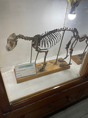 埃及地质博物馆 3