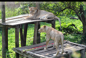Uganda Wildlife Education 2