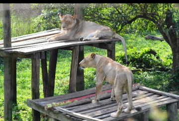 Uganda Wildlife Education photo 2