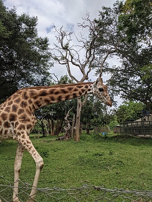 Uganda Wildlife Education 5