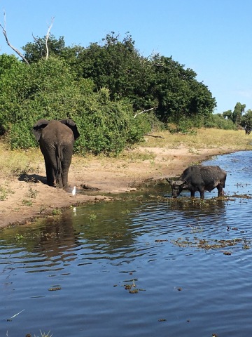 Chobe National Park photo 1