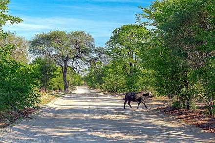 Moremi Game Reserve