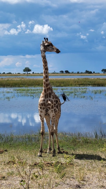 Chobe National Park photo 2