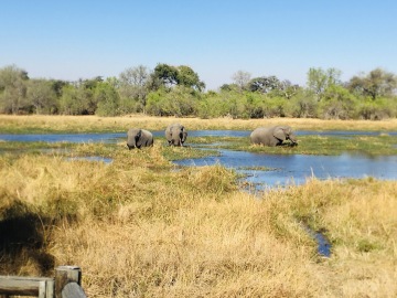 Moremi Game Reserve photo 2