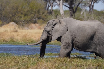 Moremi Game Reserve photo 1