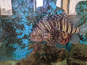 亚历山大水族馆 3