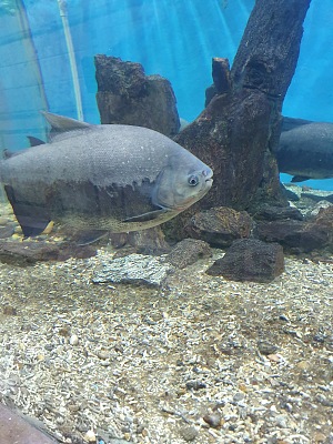 亚历山大水族馆 5