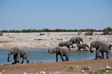 Etosha National Park photo 1