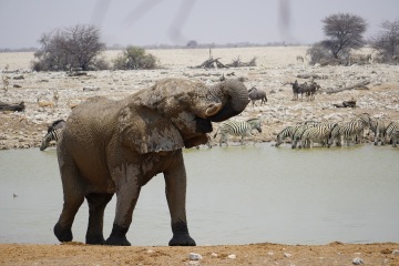 Etosha National Park photo 2