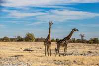Etosha National Park