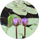 attractions-reviews-avatar