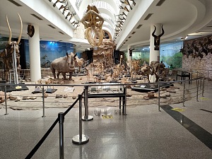吉萨动物园 4