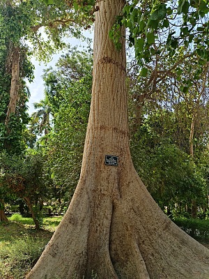 阿斯旺植物园 5