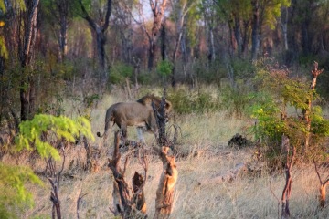 Hwange National Park photo 2