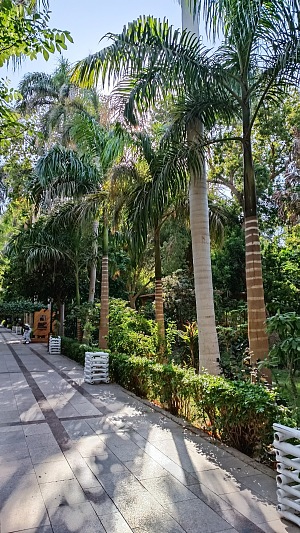 阿斯旺植物园 4