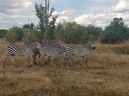 South Luangwa National Park