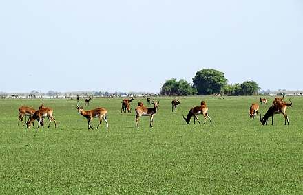 Bangweulu Wetlands