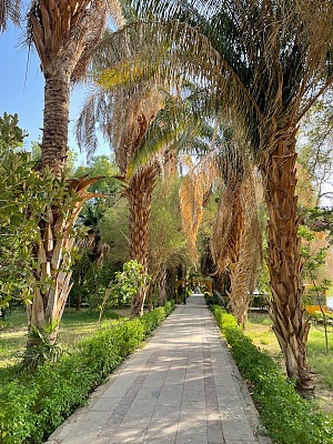 阿斯旺植物园 3