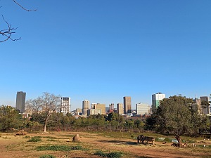 南非国家动物园 2