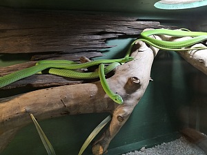 朗伍德蛇类保护区 5