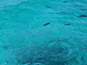蓝湾 3
