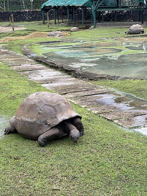庞普勒穆斯皇家植物园 3