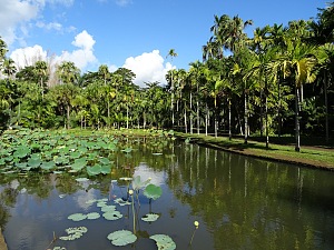庞普勒穆斯皇家植物园 2