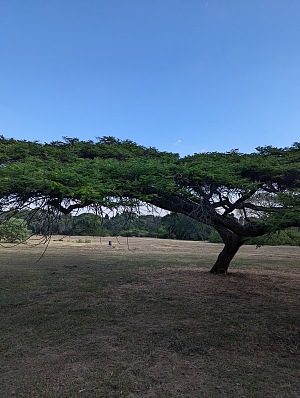 哈拉雷植物园 2