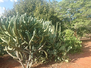 哈拉雷植物园 5