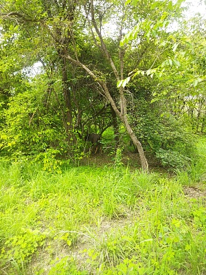库蒂野生动物保护区 4