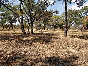 库蒂野生动物保护区 5
