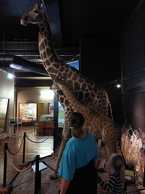 布隆方丹国家博物馆 3