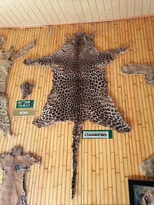 扬卡里野生动物保护区 5