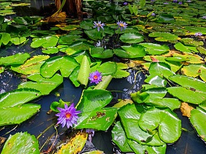 国家花园 3