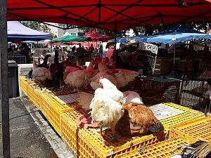 查杜龙市场 5