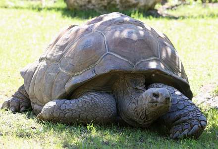 Aldabra