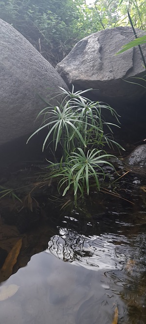 里贝拉布拉瓦 4
