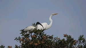 帕尔马林 2