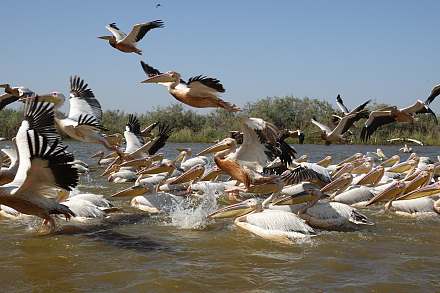Djoudj National Bird Sanctuary