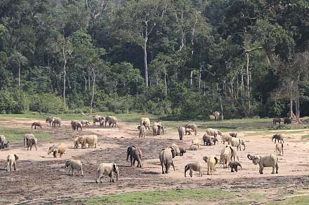 Dzanga-Sangha