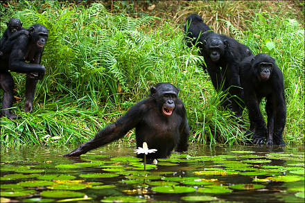 Taï National Park