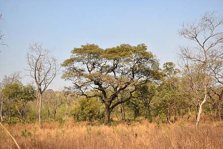 National Park of Upper Niger