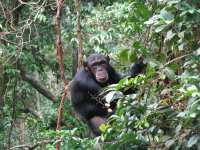 Tacugama Chimpanzee Sanctuary