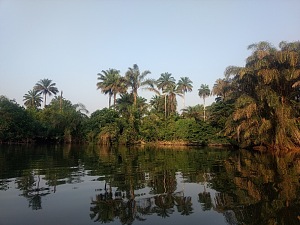 蒂瓦伊岛 2