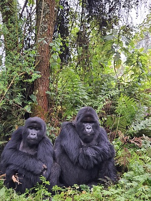 Mount Bisoke 3