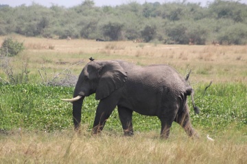 Mabamba Swamp photo 2