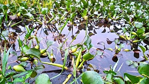 魯洪多湖 4